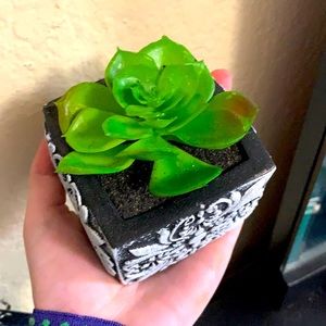 LIL PLANT ROOM DECOR!